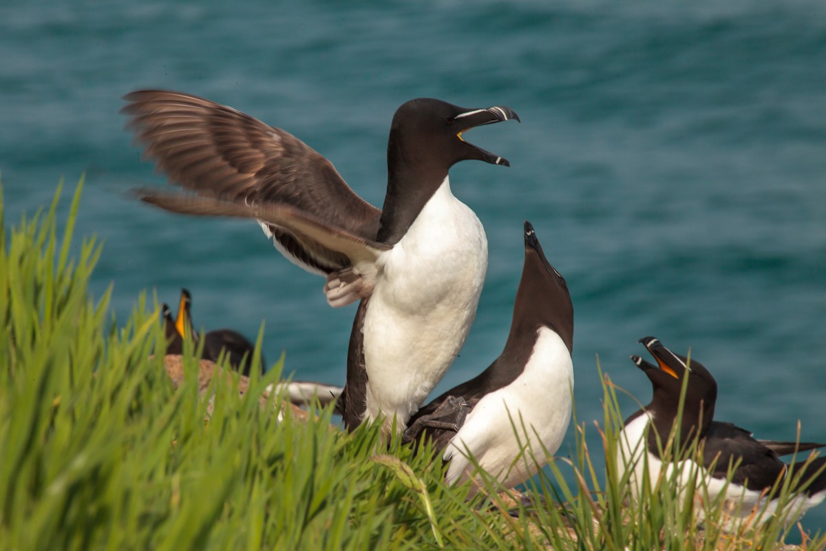 Razorbill - Jock Hughes