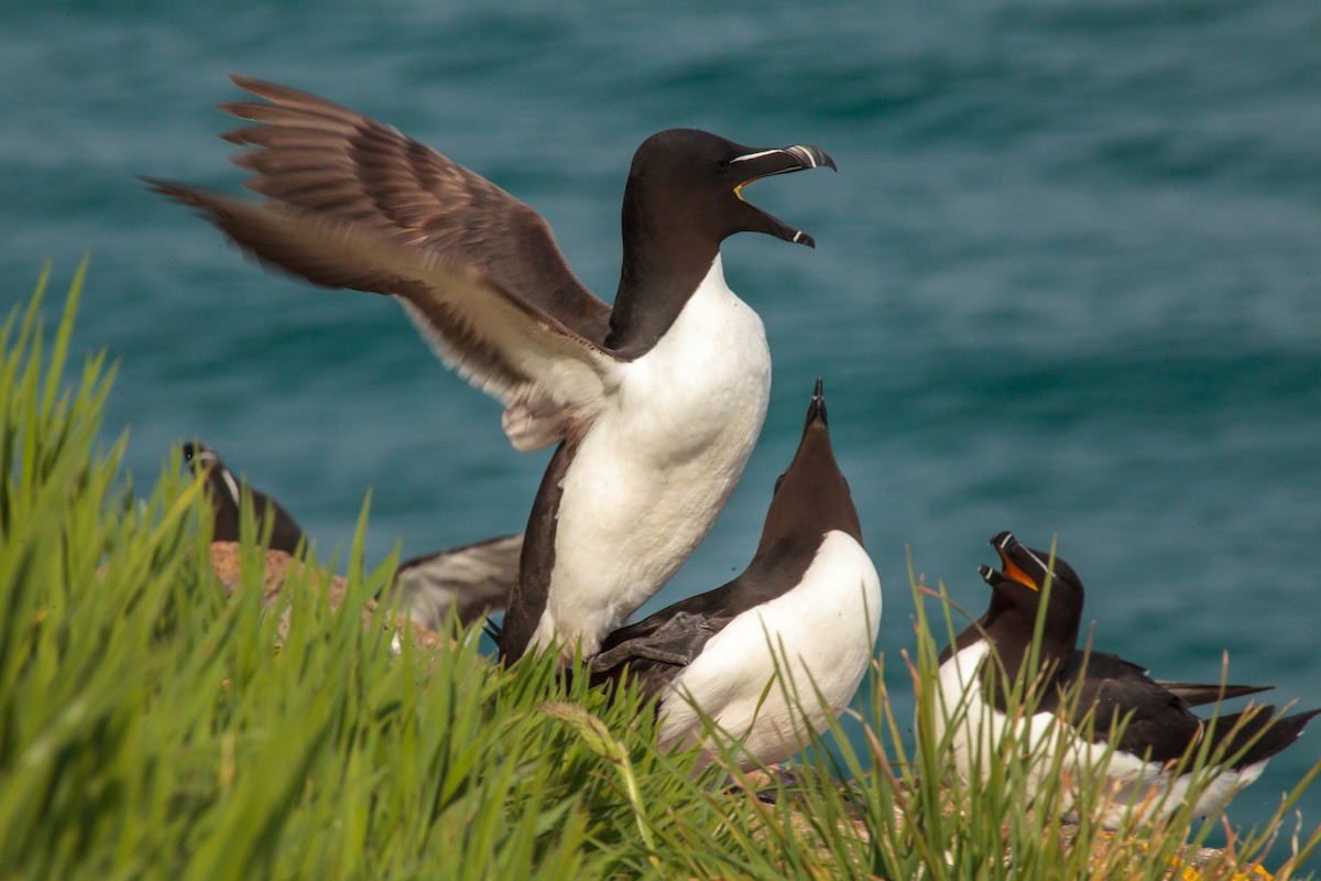 Razorbill - Jock Hughes