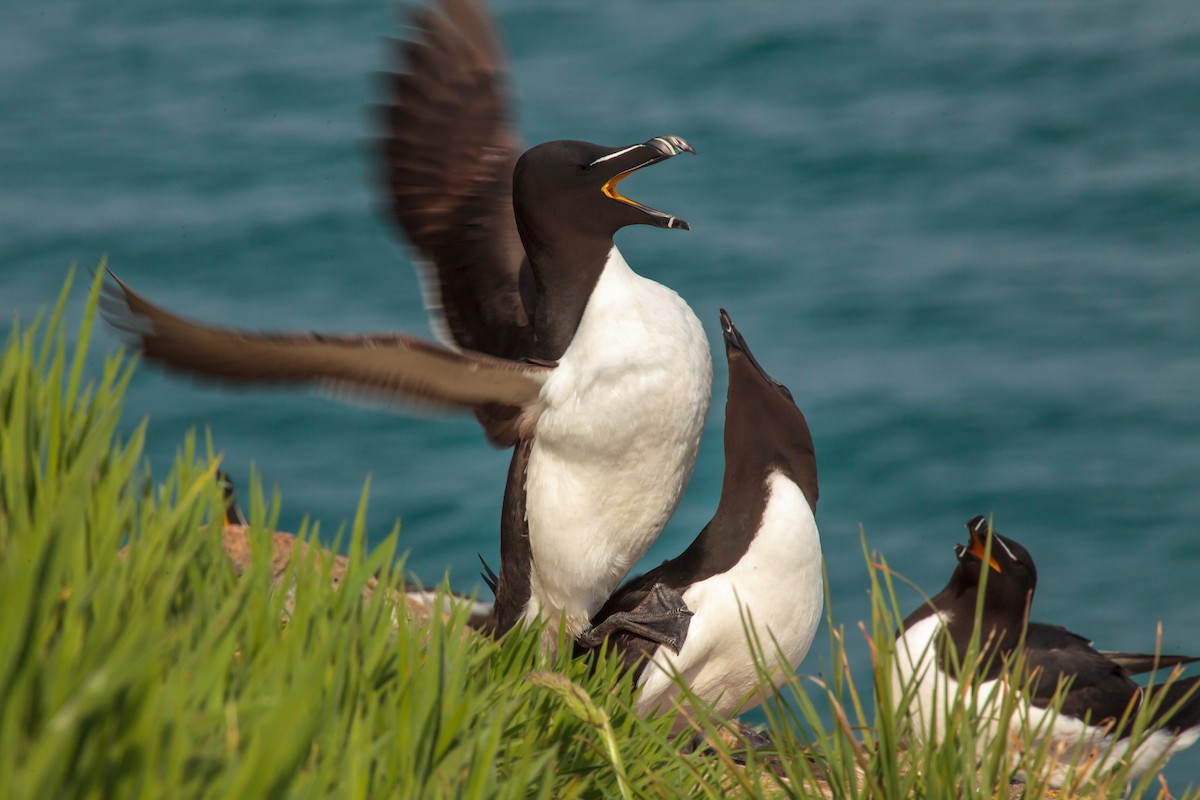 Razorbill - Jock Hughes