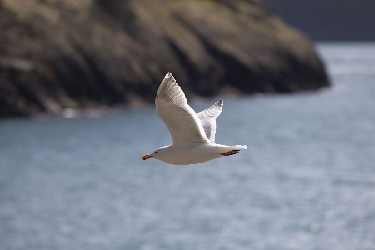 Glaucous-winged Gull - Andrew Lee