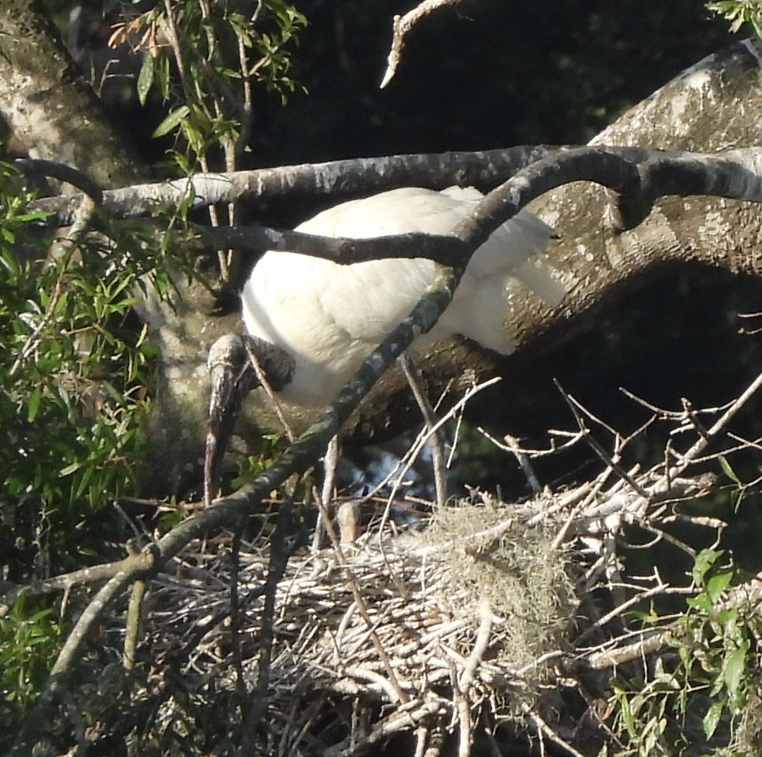 Wood Stork - pamela graber