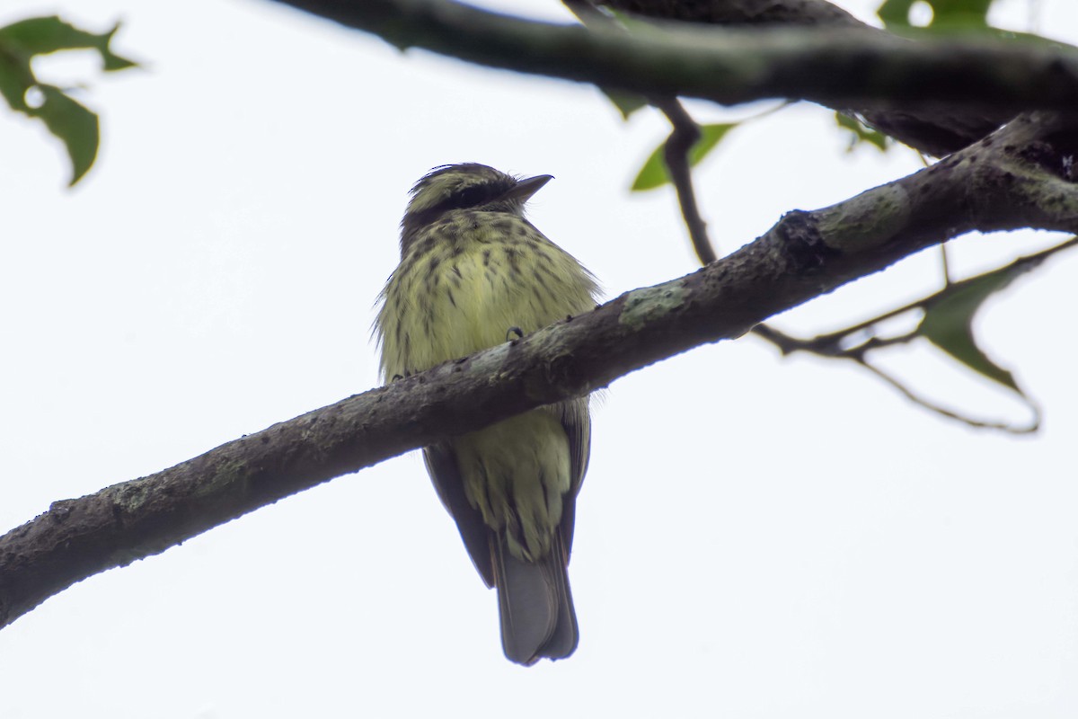 Piratic Flycatcher - FREDY HERNAN VALERO