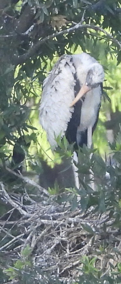 Wood Stork - pamela graber