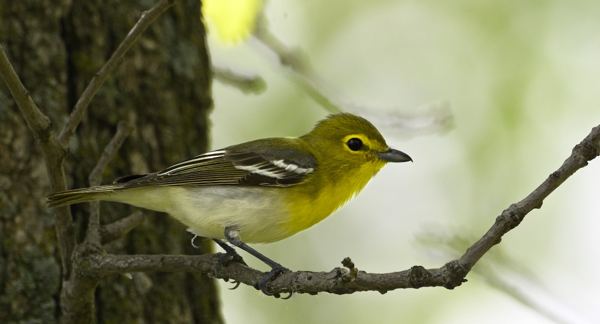 Yellow-throated Vireo - steve sampson