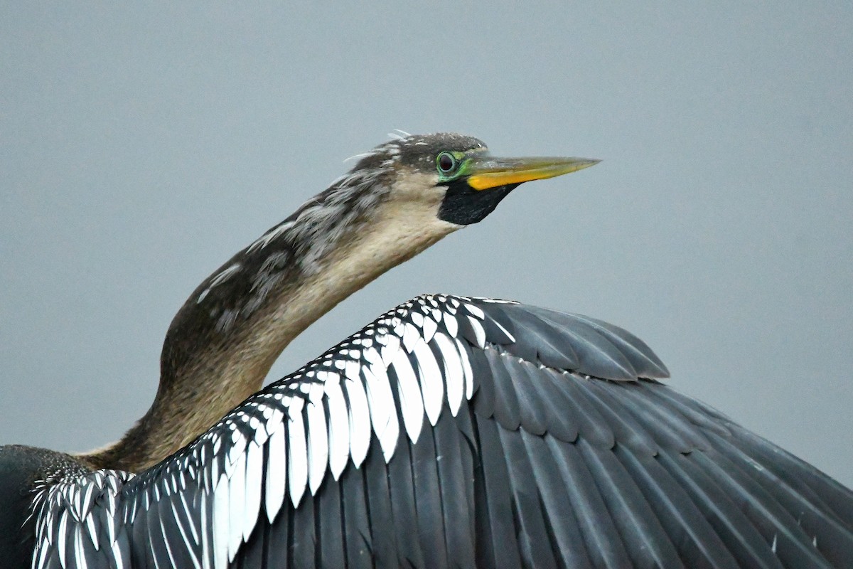 Anhinga - Ari Weiss