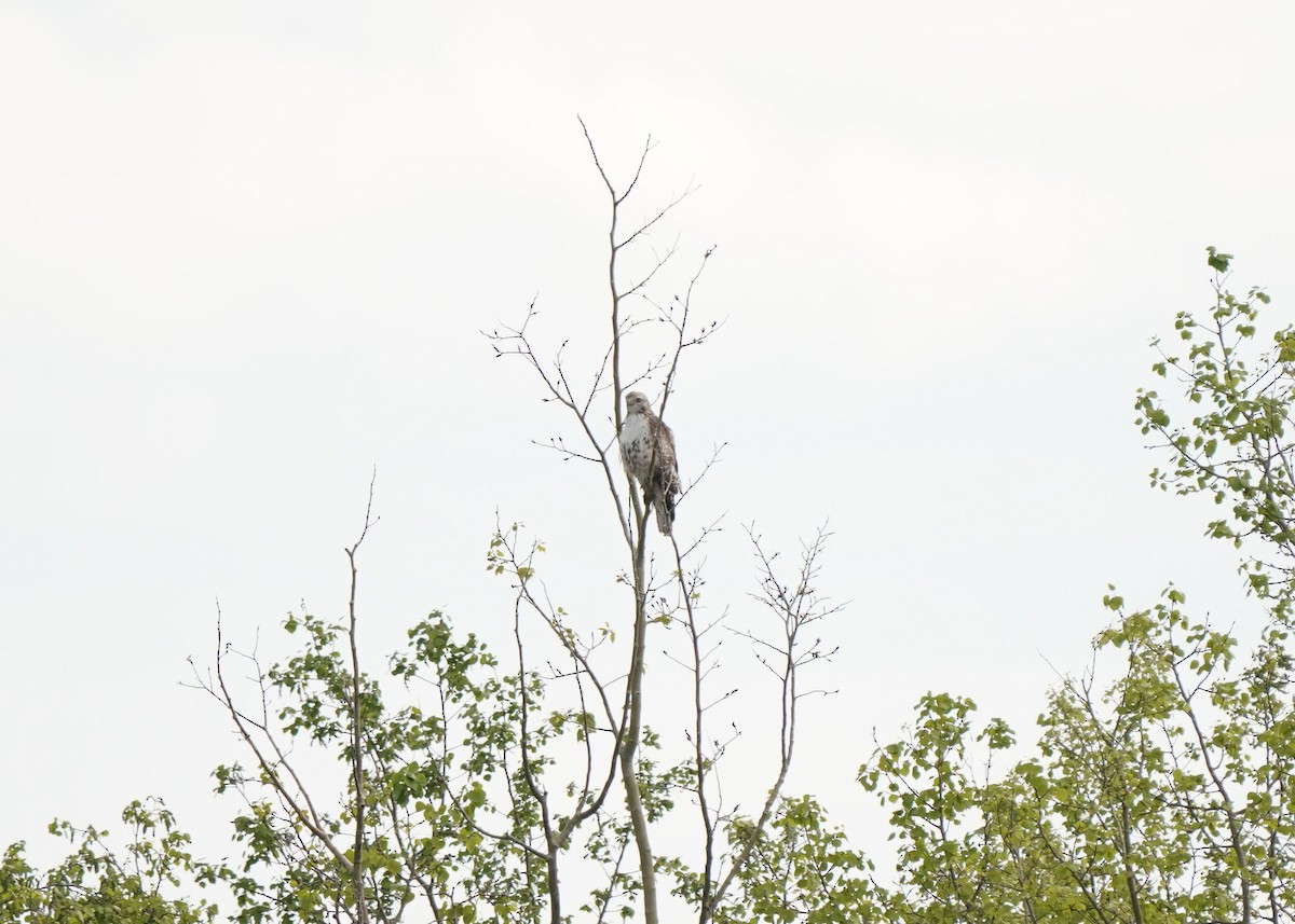 Red-tailed Hawk - ML619620677