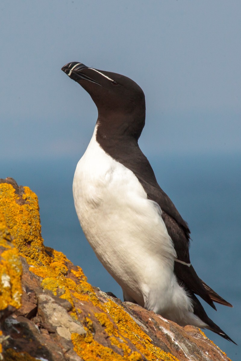 Razorbill - Jock Hughes