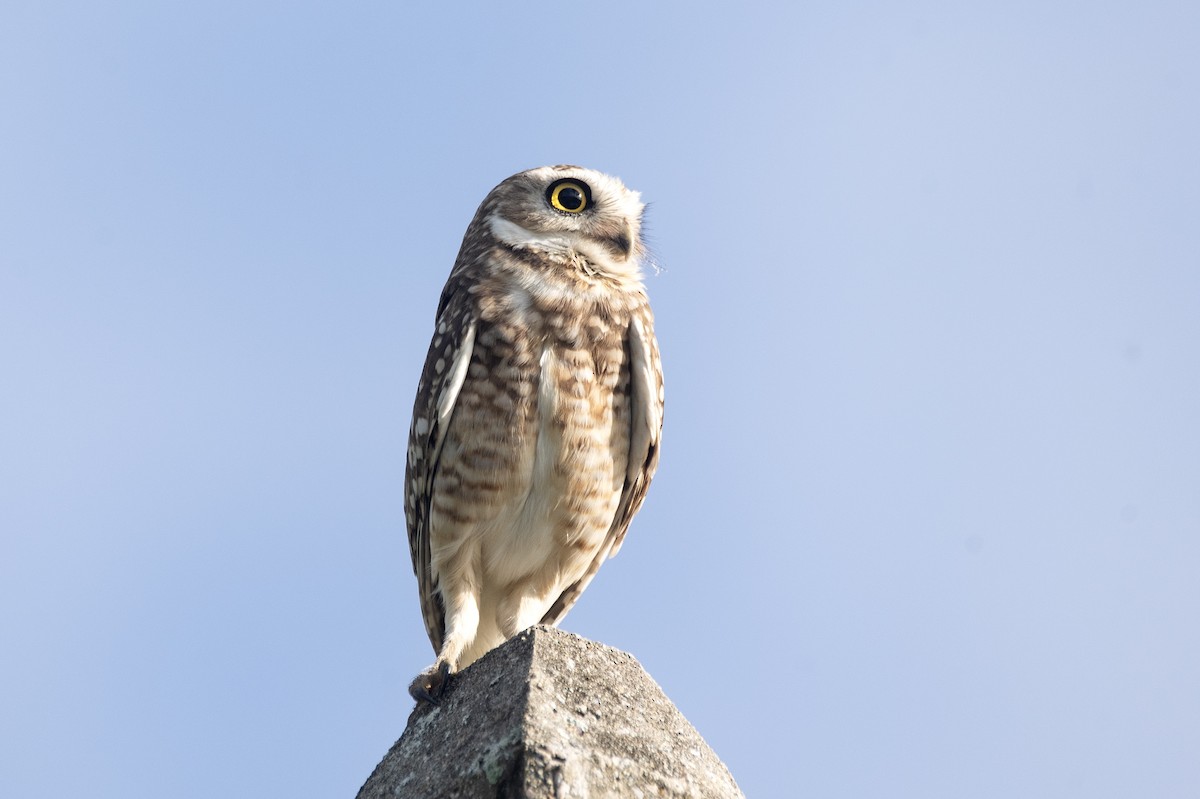 Burrowing Owl (grallaria) - ML619620681