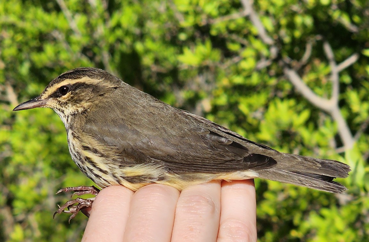 Northern Waterthrush - Nancy Cox