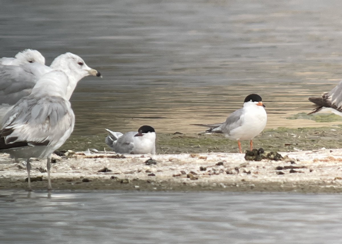 Common Tern - ML619620688