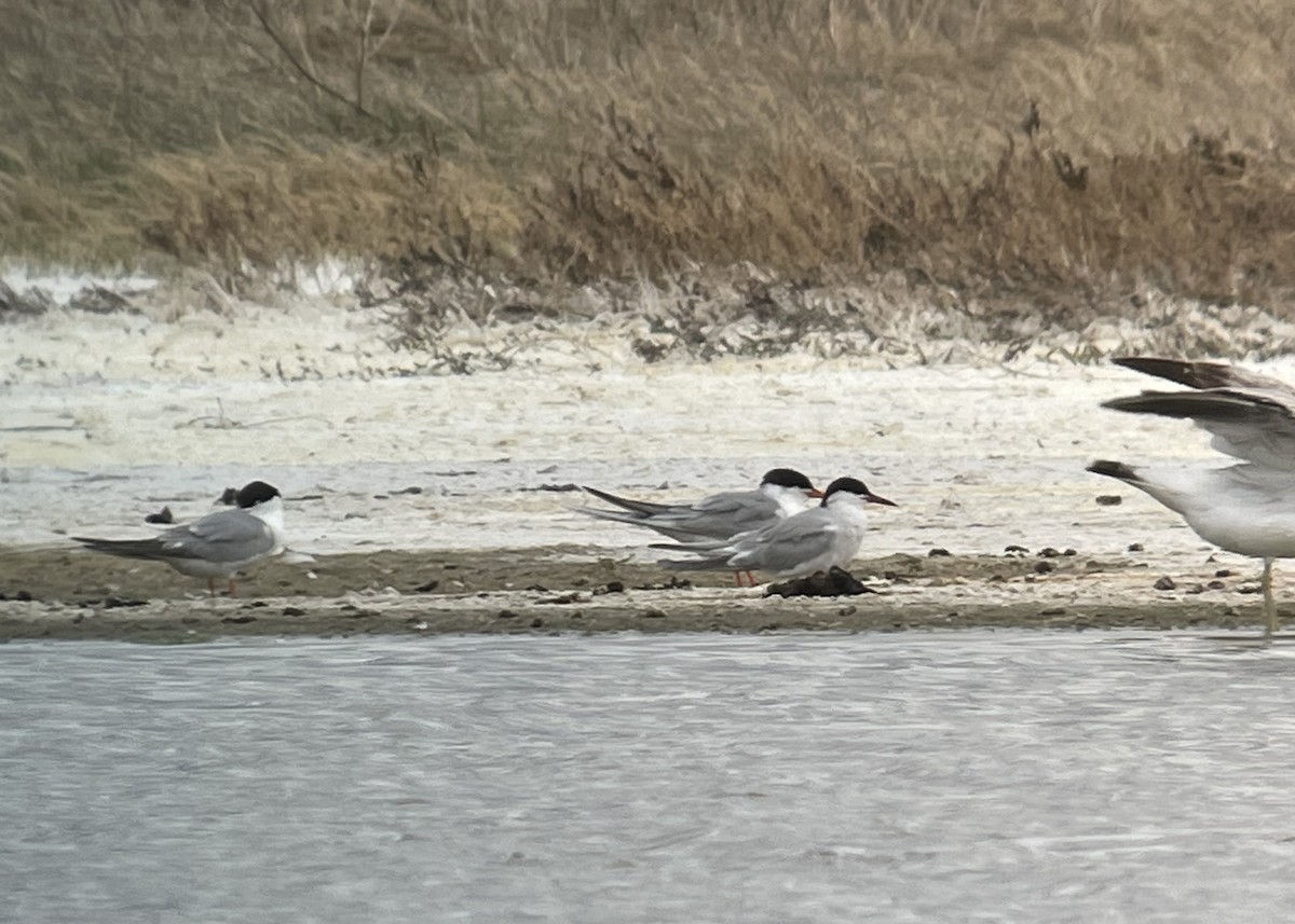 Common Tern - ML619620691