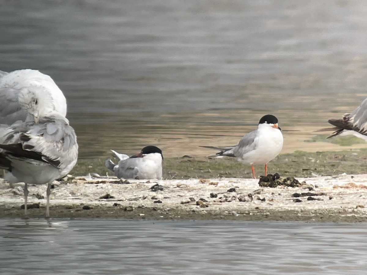 Common Tern - ML619620692