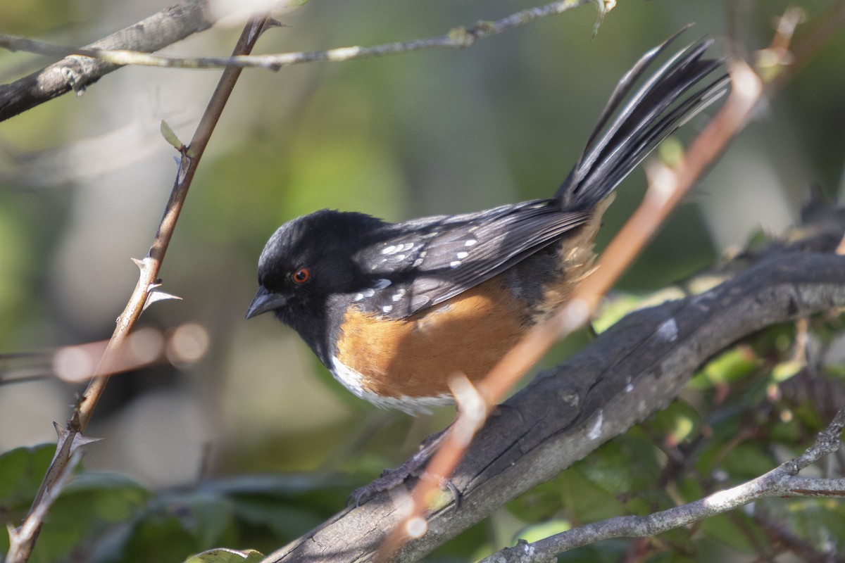 Spotted Towhee - Andrew Lee