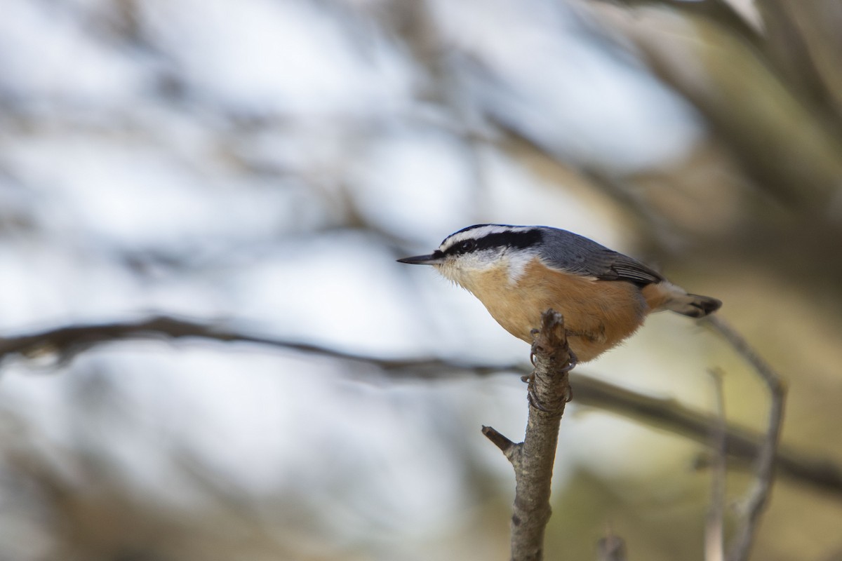 Red-breasted Nuthatch - Andrew Lee