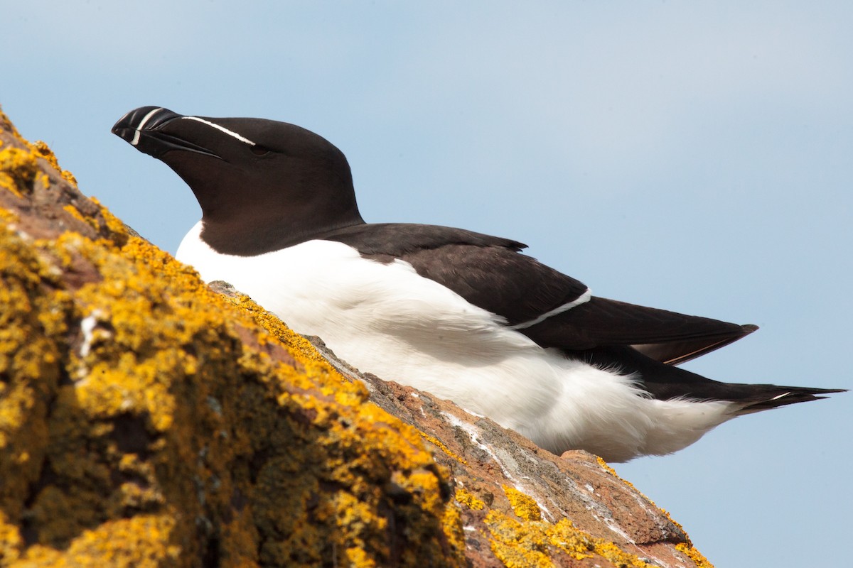 Razorbill - Jock Hughes