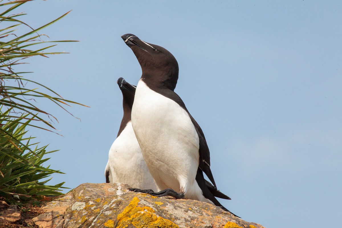 Razorbill - Jock Hughes