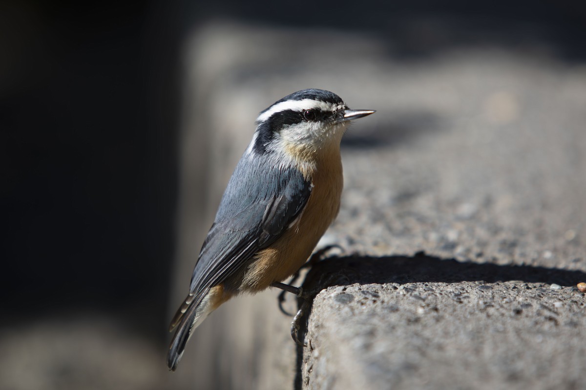 Red-breasted Nuthatch - Andrew Lee