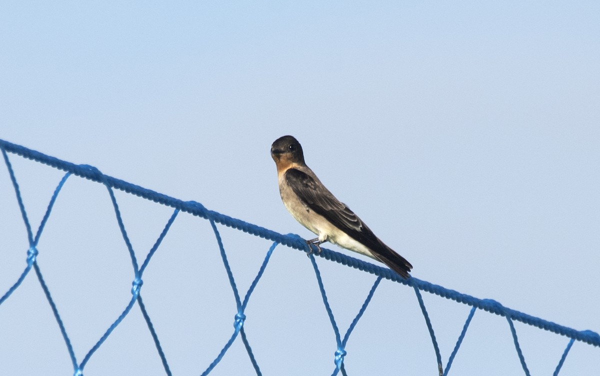 Southern Rough-winged Swallow - ML619620712