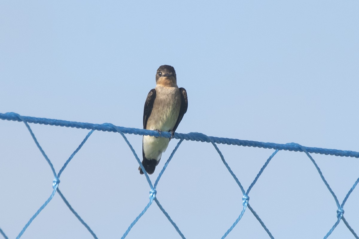 Southern Rough-winged Swallow - ML619620713