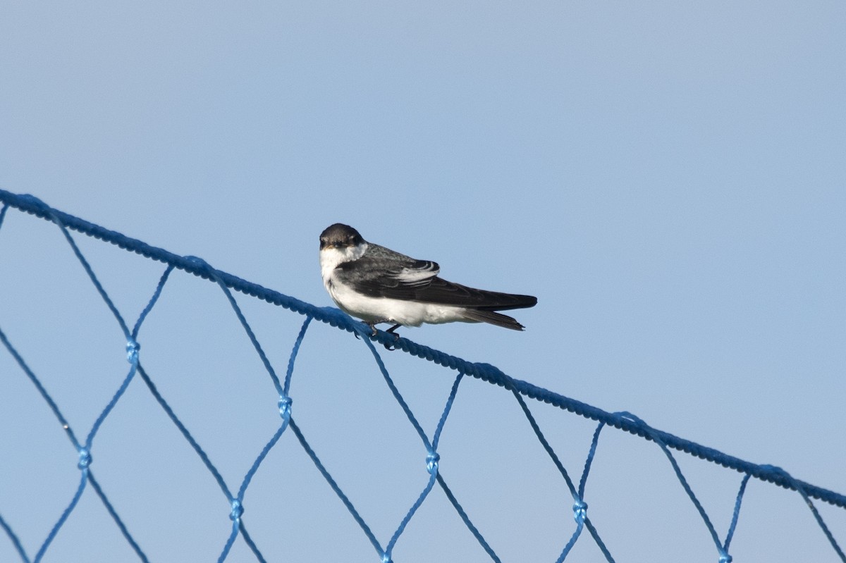 White-winged Swallow - Eduardo Vieira 17