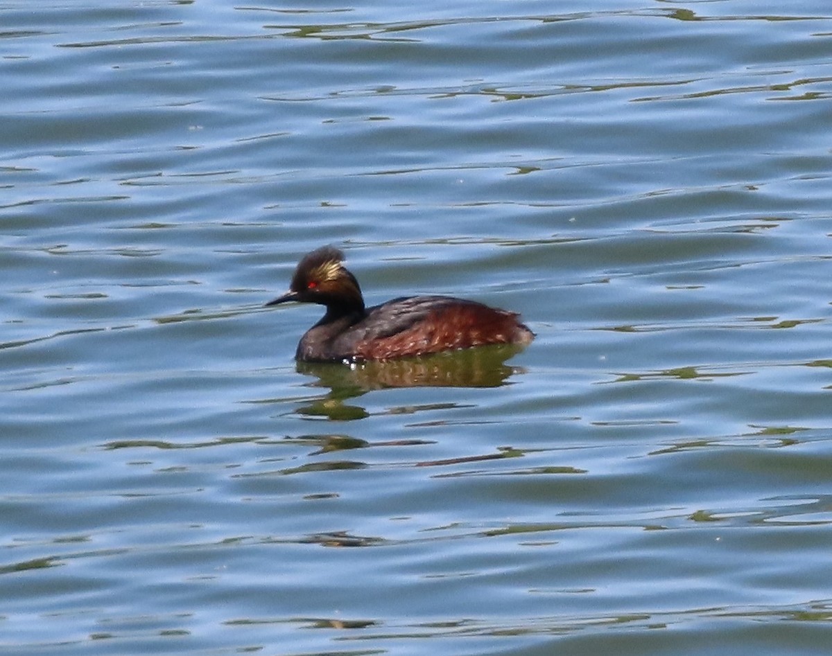 Eared Grebe - Cathy Olson