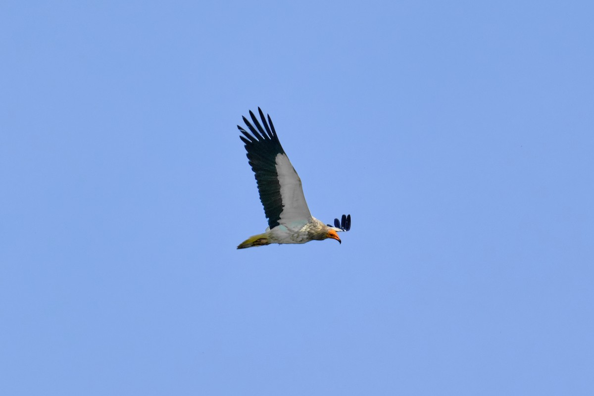 Egyptian Vulture - Bernardo Montoya