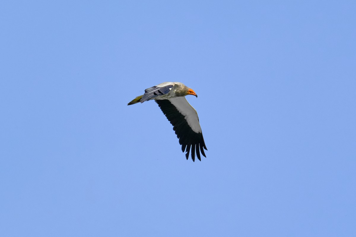 Egyptian Vulture - Bernardo Montoya