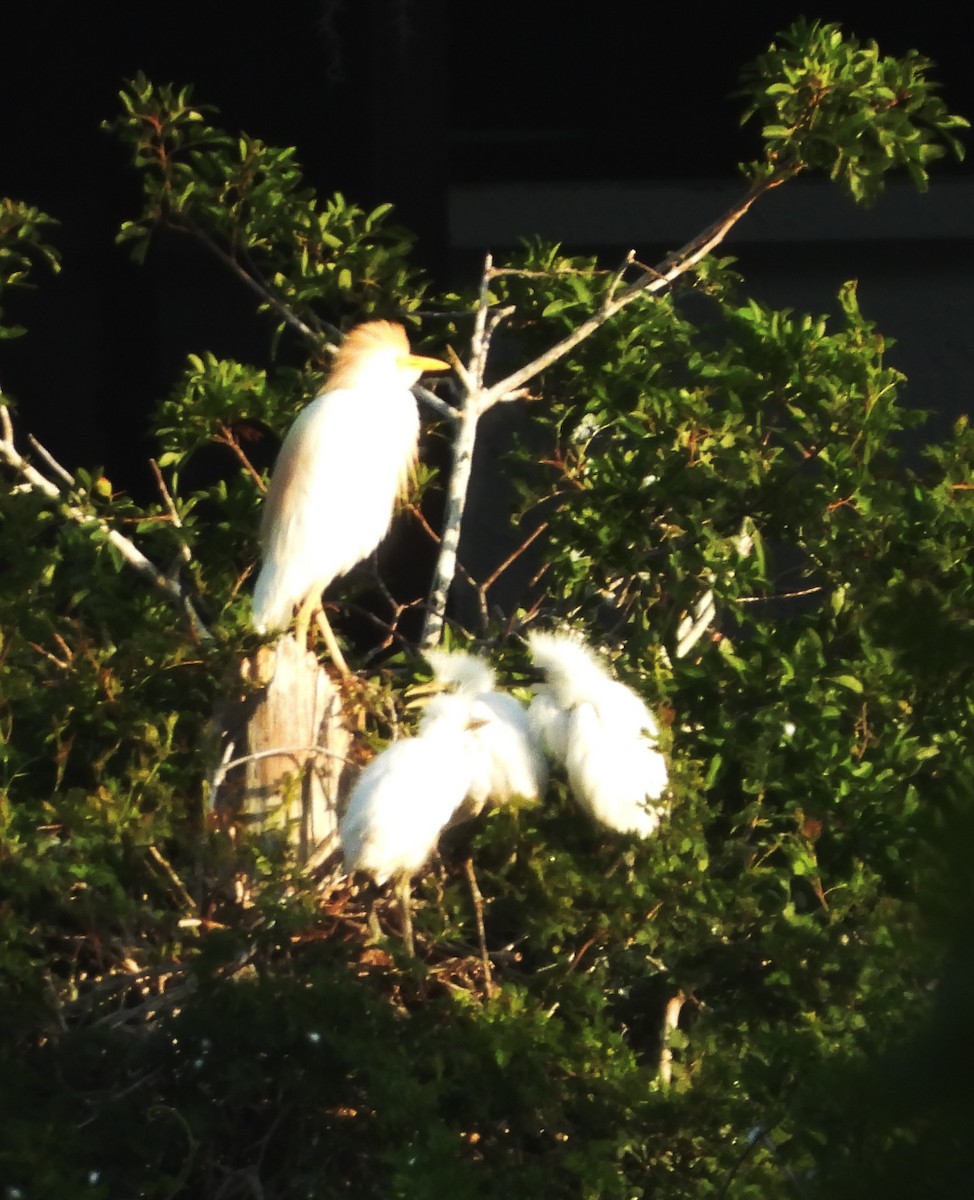 Western Cattle Egret - ML619620730