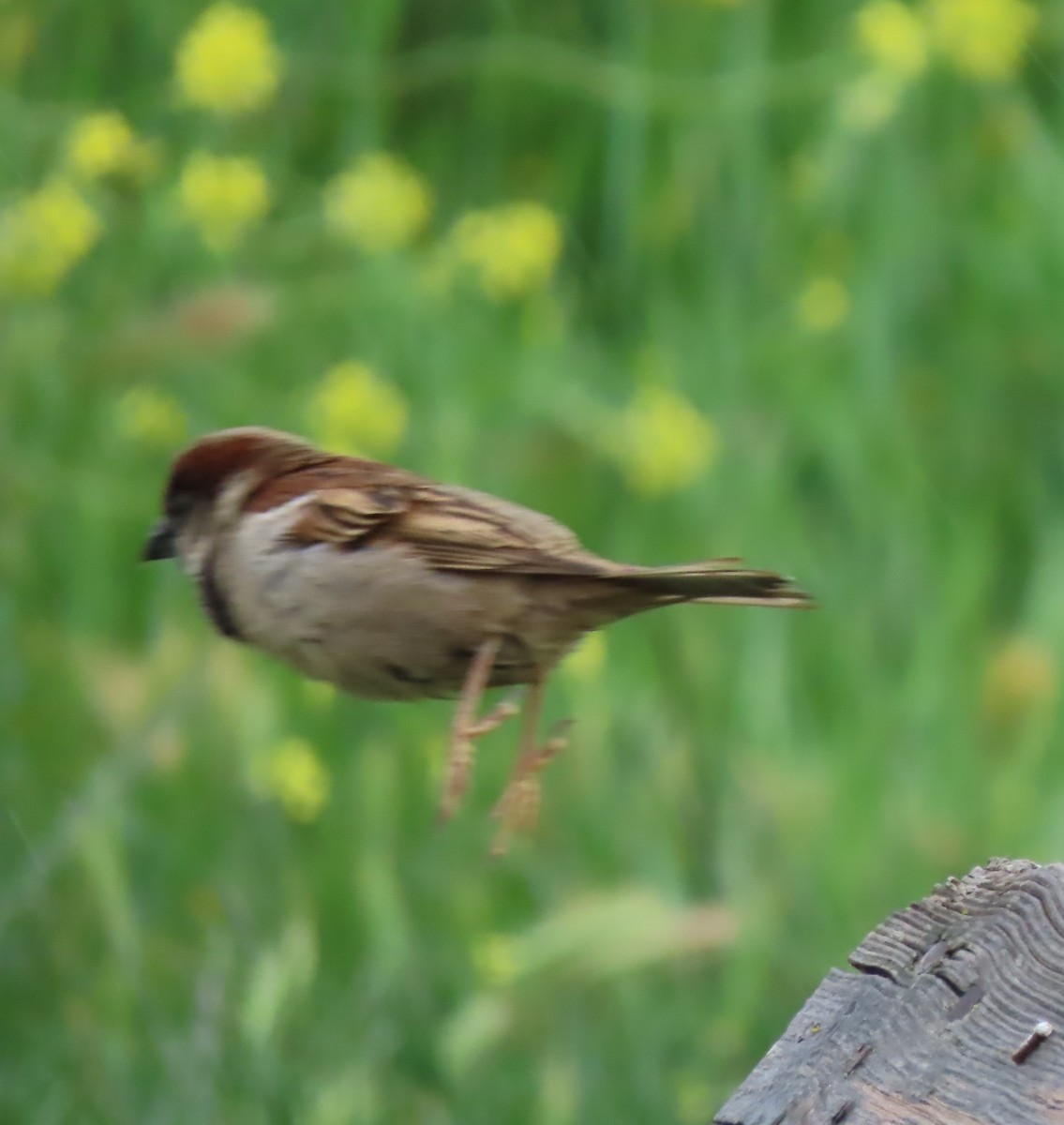 House Sparrow - Doug Kibbe