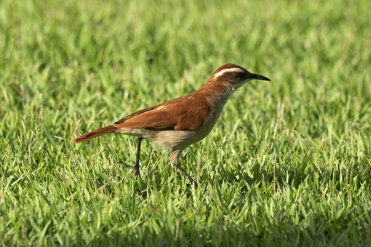 Wing-banded Hornero - Eduardo Vieira 17