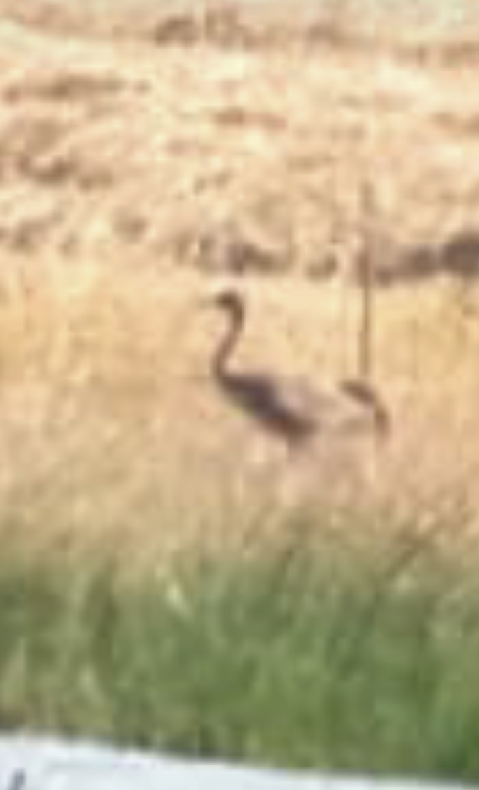 Common Crane - Fran Montaño