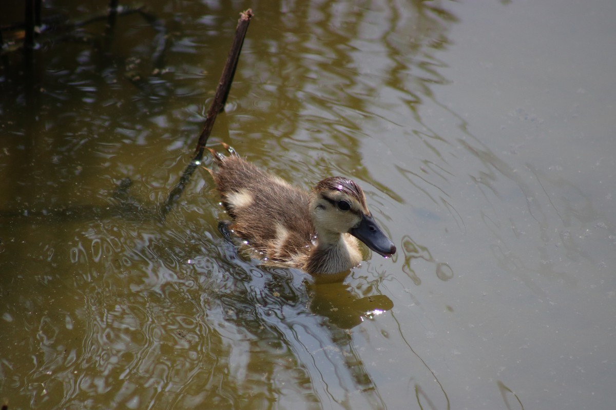 Mallard (Domestic type) - Kevin Ramirez