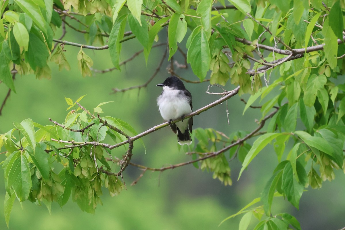 Eastern Kingbird - Cathy Brown