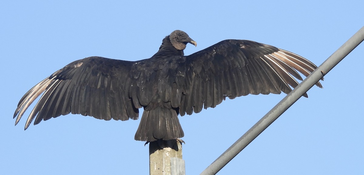 Black Vulture - pamela graber