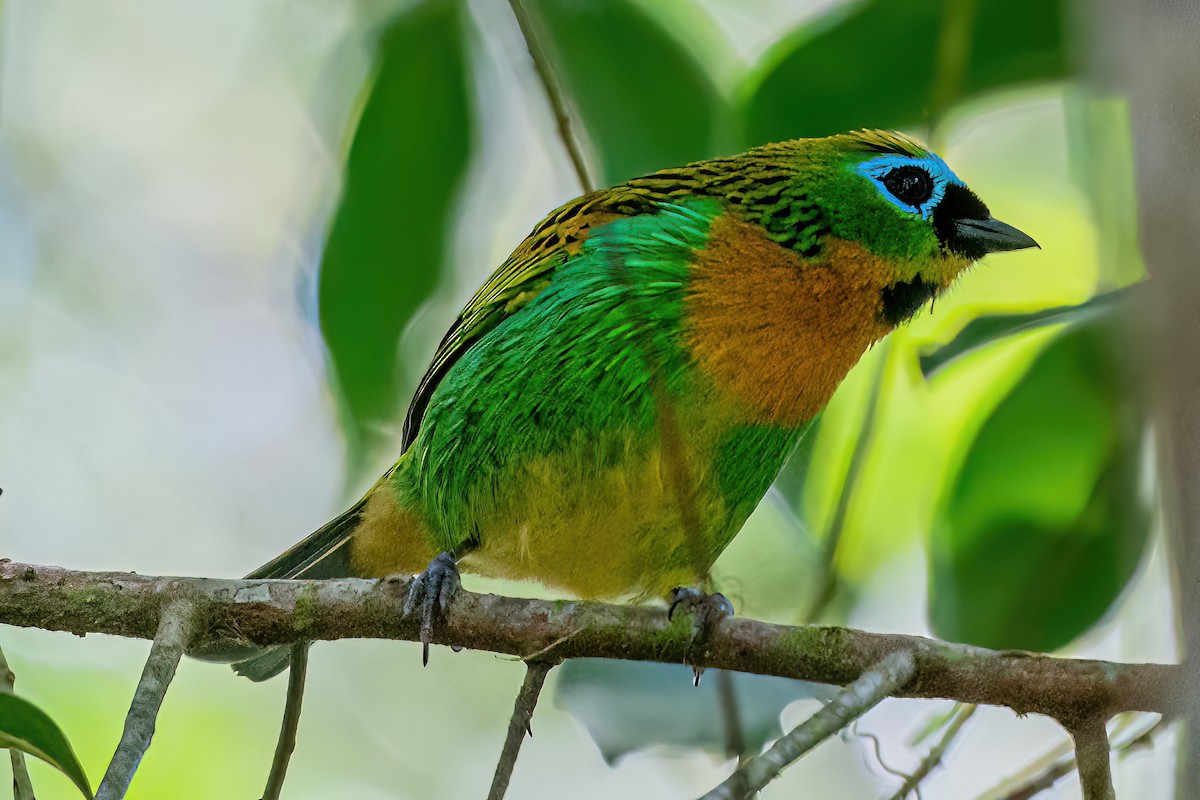 Brassy-breasted Tanager - Kurt Gaskill