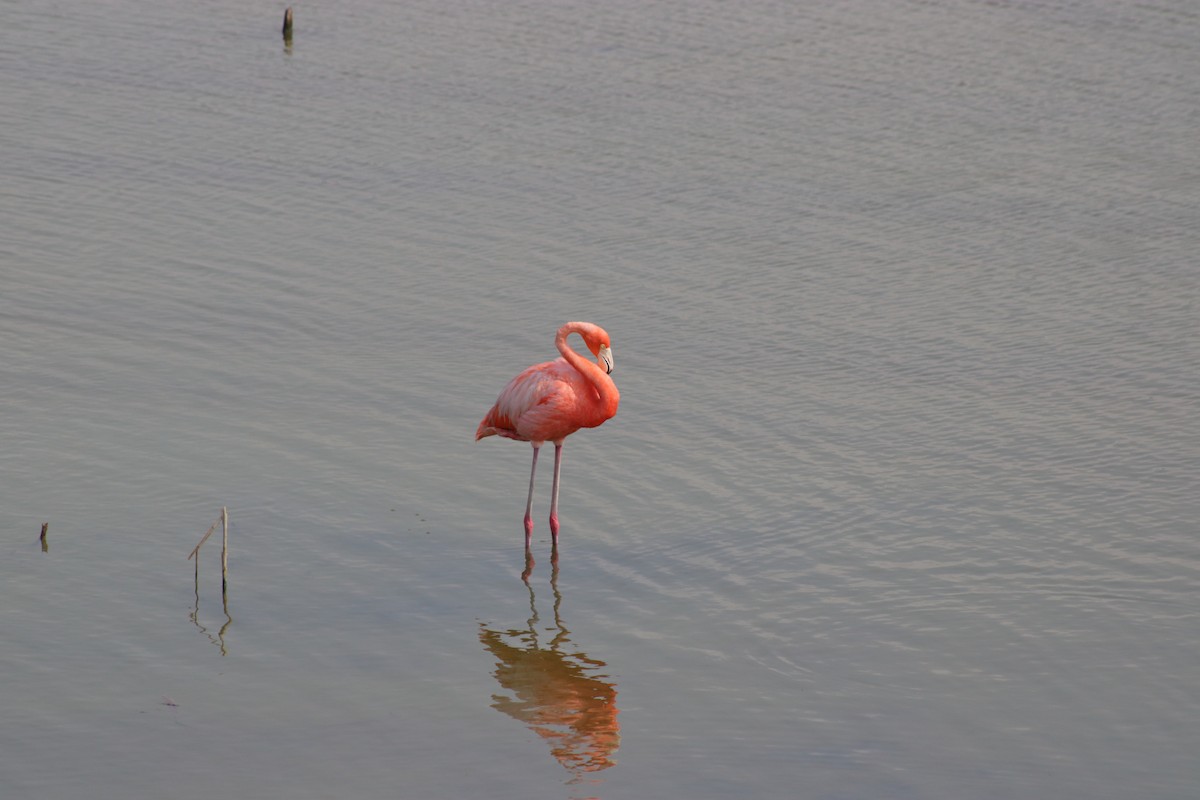 American Flamingo - Kevin Ramirez