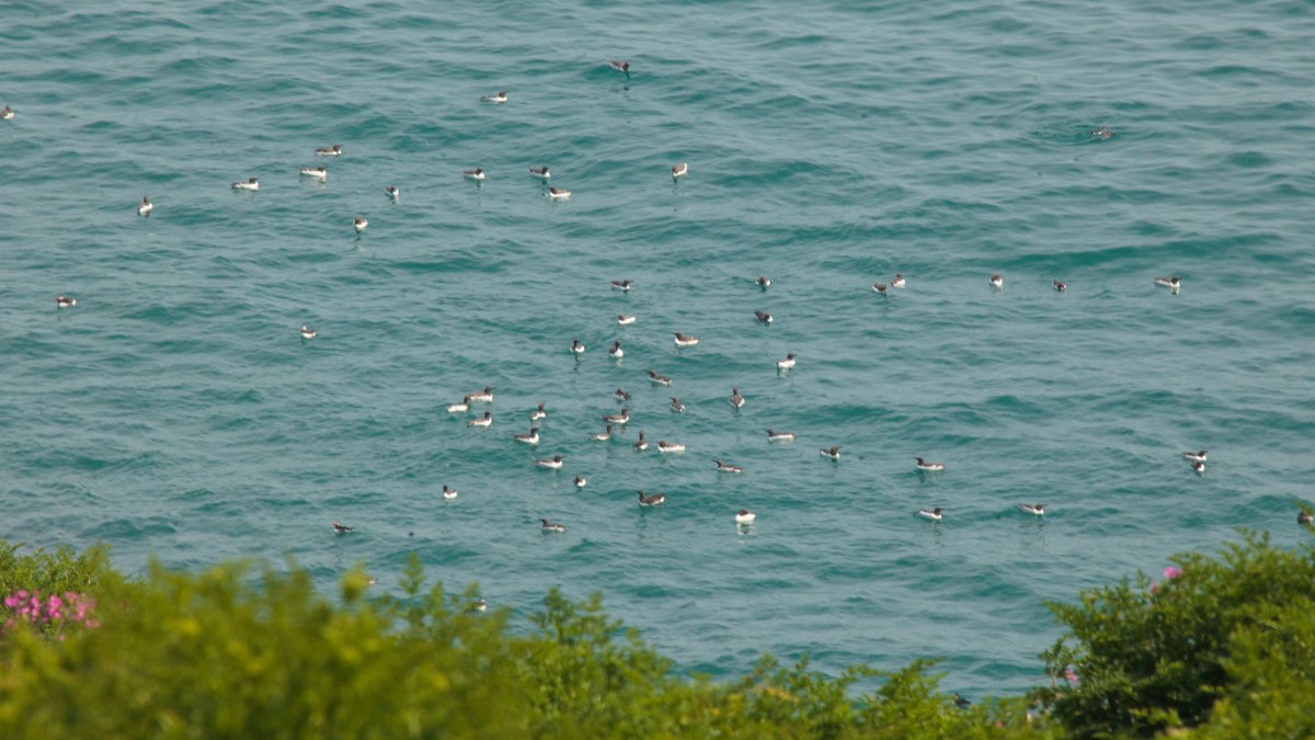 Common Murre - Jock Hughes