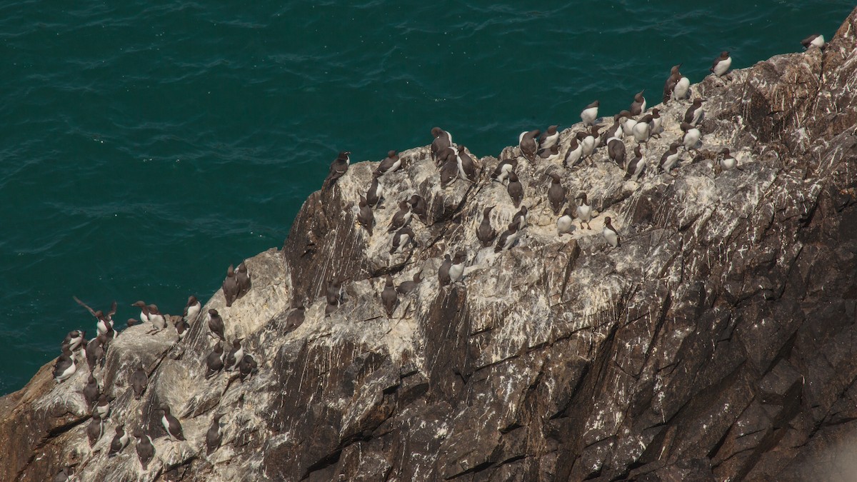 Common Murre - Jock Hughes