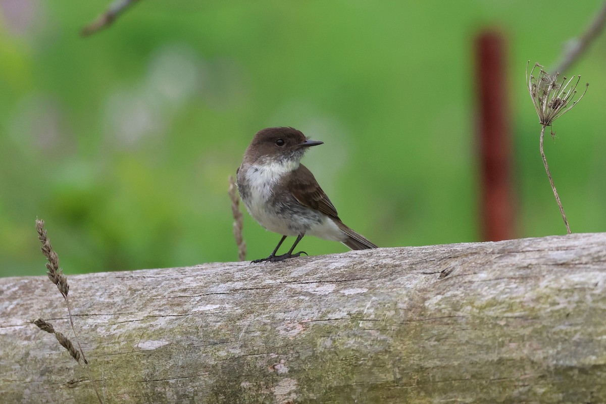 Eastern Phoebe - Cathy Brown