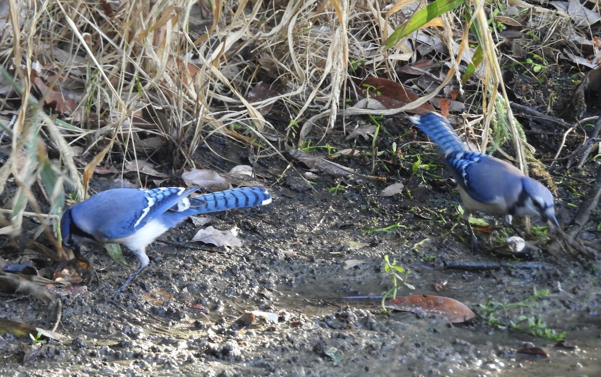 Blue Jay - pamela graber