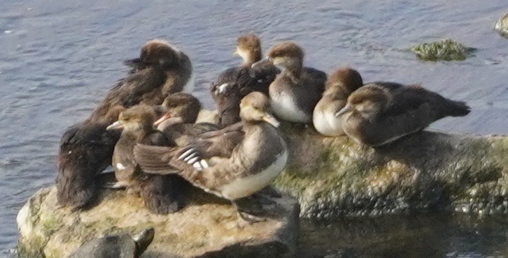 Hooded Merganser - ML619620770