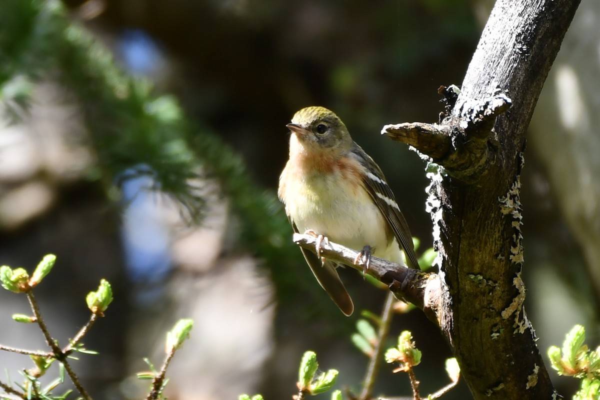 Bay-breasted Warbler - Jean Aubé