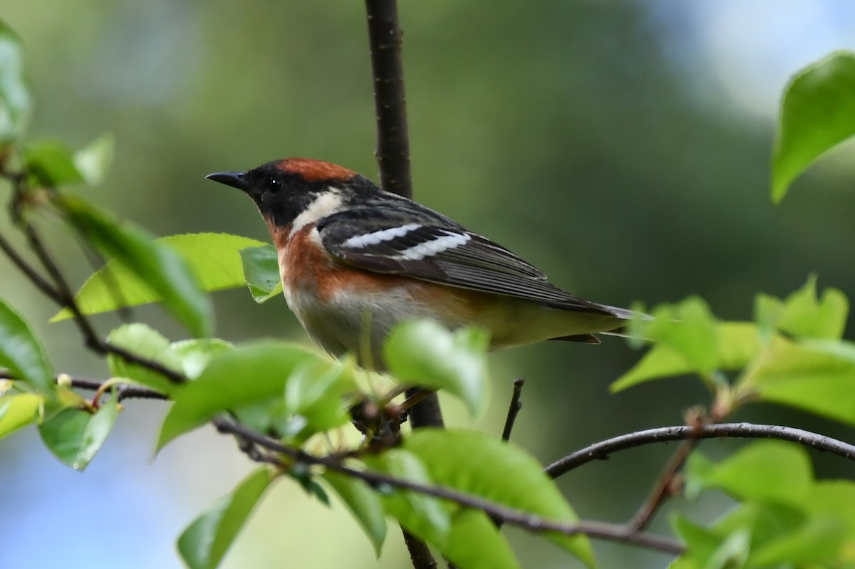 Bay-breasted Warbler - Jean Aubé