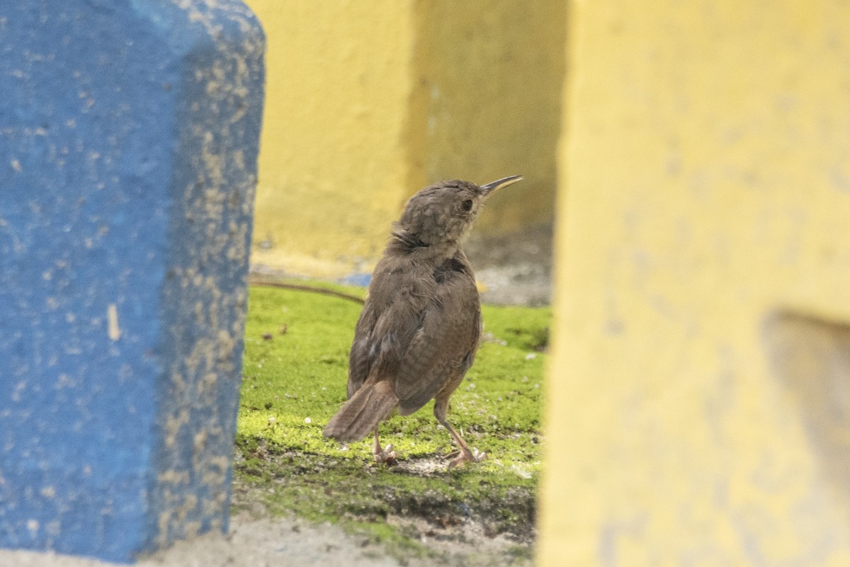 House Wren (Southern) - Eduardo Vieira 17