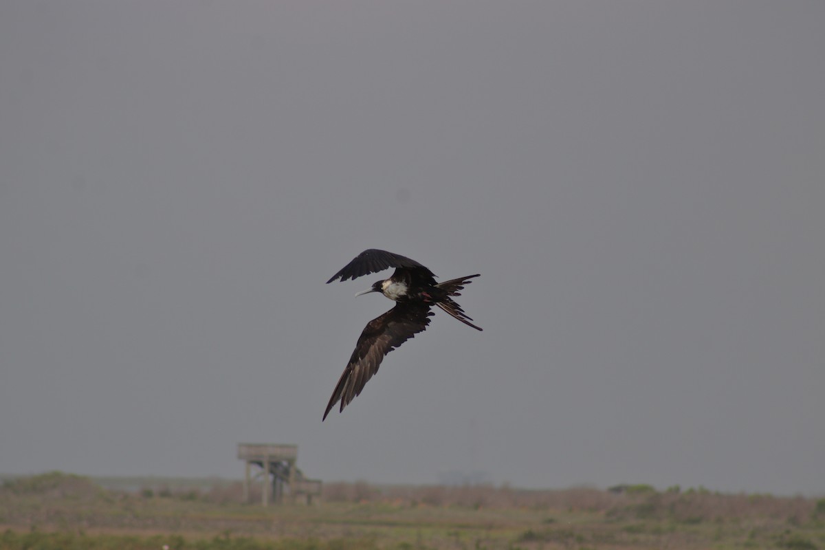 Magnificent Frigatebird - Kevin Ramirez