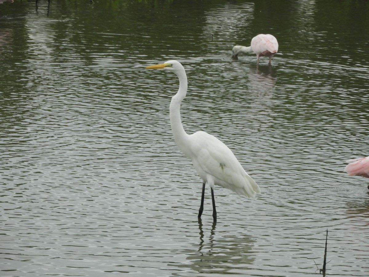 Great Egret - ML619620785