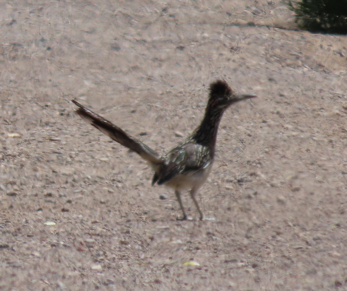 Greater Roadrunner - Cathy Olson