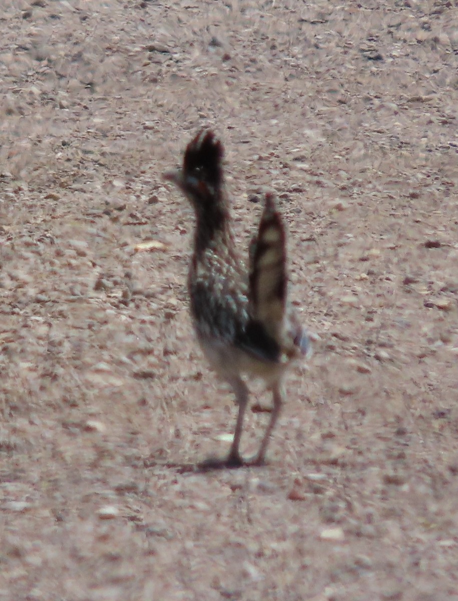 Greater Roadrunner - Cathy Olson