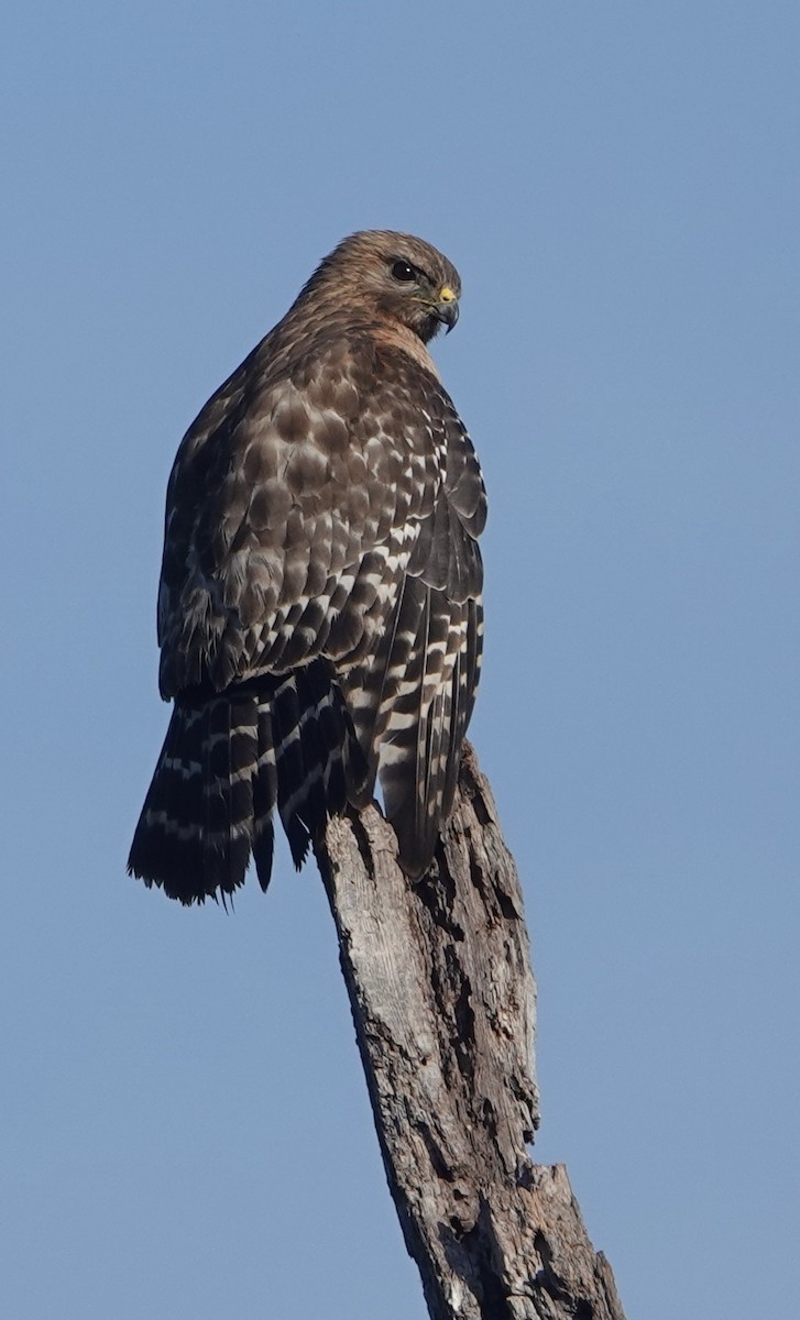 Red-shouldered Hawk - Evan Clark