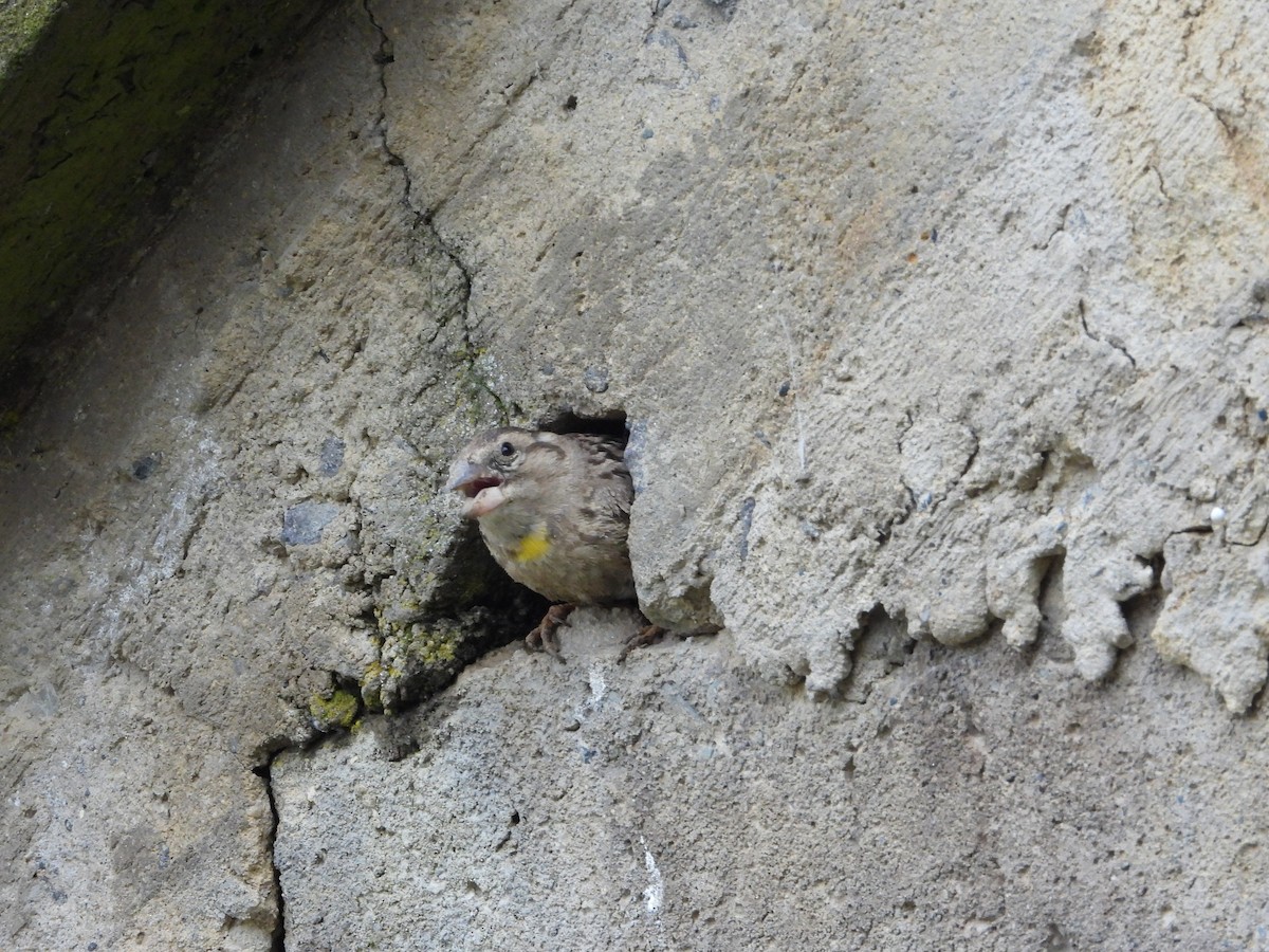 Rock Sparrow - ML619620795